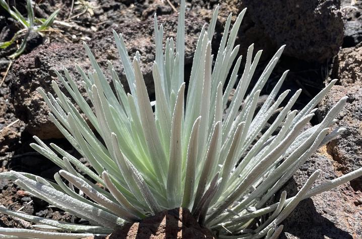 Silverswords in Hawaii