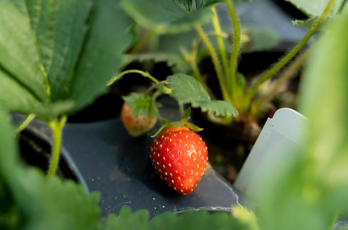 Close-up view of a ripe red strawberry growing among green strawberry leaves in a potted plant. A smaller unripe berry is visible nearby, with the fruit and foliage softly lit and the background blurred.