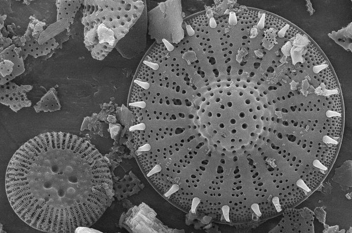 photo of Fossil diatoms under electron microscope