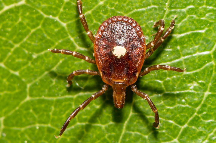 Close-up macro image of a brown tick with eight legs crawling on a bright green leaf. The leaf’s vein pattern is clearly visible, and a pale spot is visible on the tick’s back, highlighting the insect against the textured green background.