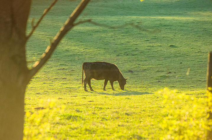 Beef cattle