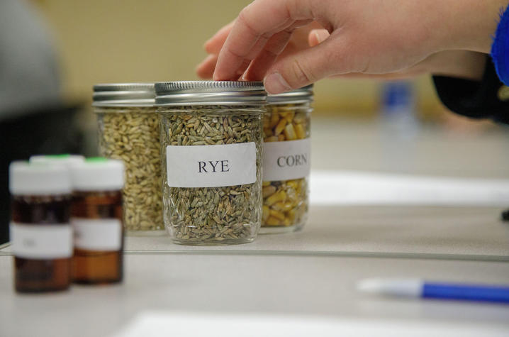 Labeled containers of rye and corn