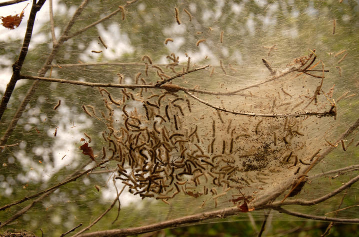 photo of eastern tent caterpillars