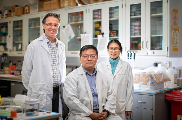 UK researchers (from left) Matthew Gentry, Haining Zhu and Lisha Kuang co-authored a study that shows a class of antibiotics could be a promising therapy for frontotemporal dementia. Mark Cornelison | UK Photo.