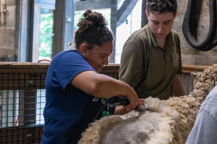 Trimble County extension agent for agriculture and natural resources Regina Utz, left, works with Cincinnati Children's Zoo keeper Remy Romaine to shear Sweet Pea, an English babydoll sheep. Photo: Brian Volland, UK Agricultural Communications Specialist