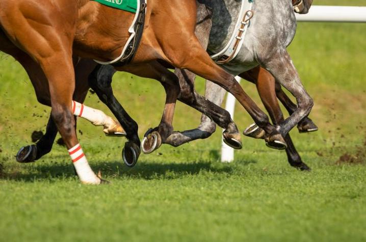 Image of horses racing on track from shoulders down