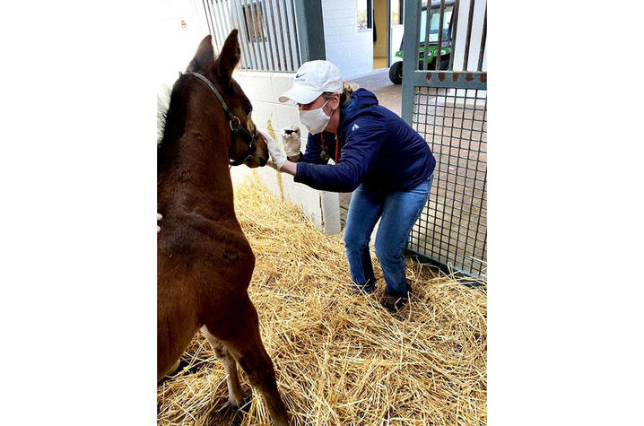 Natalie Heitz examines a foal