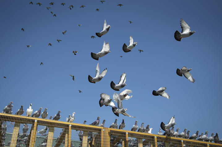 Scenes from David Stephenson's Non-Scripted Documentary “Pigeon Beat”.