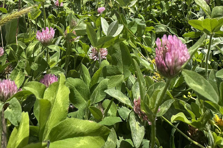 Red clover 