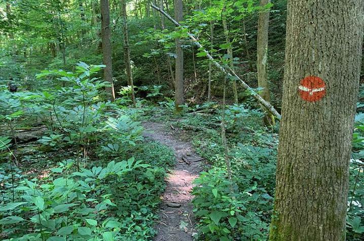 A trail in the Tom Dorman State Nature Preserve