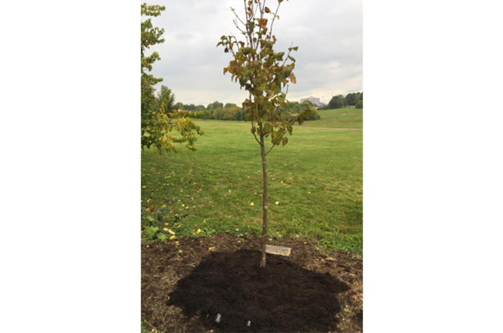Photo of tree planted for 2020 Walk to Remember