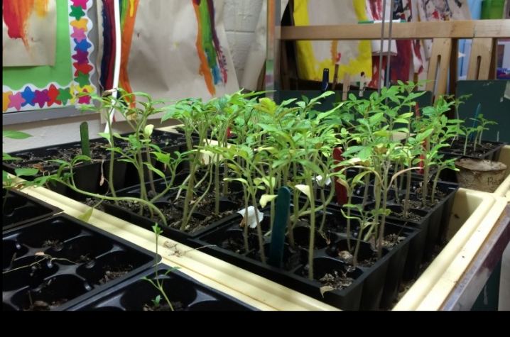 Seedlings for the winter garden at Pikeville Elementary School 