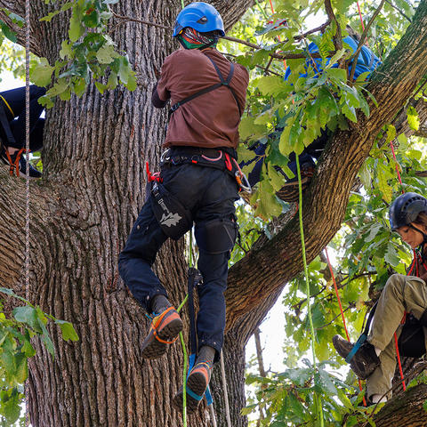 Several people wearing climbing helmets and safety harnesses are positioned among the large branches of a mature tree during an arboriculture training activity. Ropes and climbing equipment are attached throughout the canopy as participants climb and sit