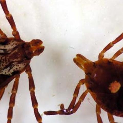 American dog tick, left, and lone star tick