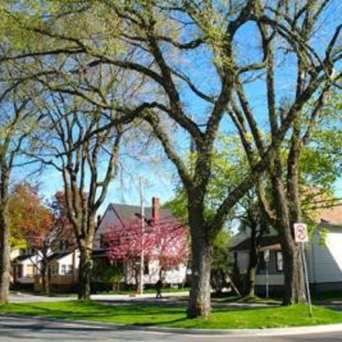 A tree-lined neighborhood street