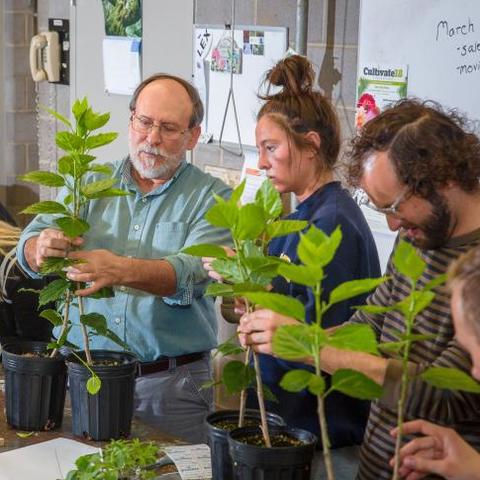 UK horticulture professor Bob Geneve works with students in the greenhouse