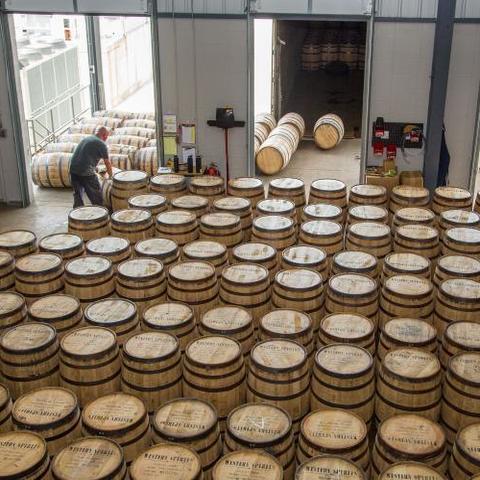 rows of white oak barrels