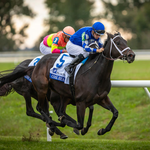 Horse racing toward the finish in the home stretch at Keeneland