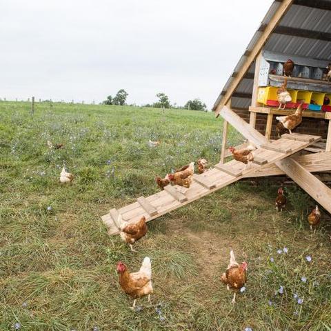 Poultry on farm