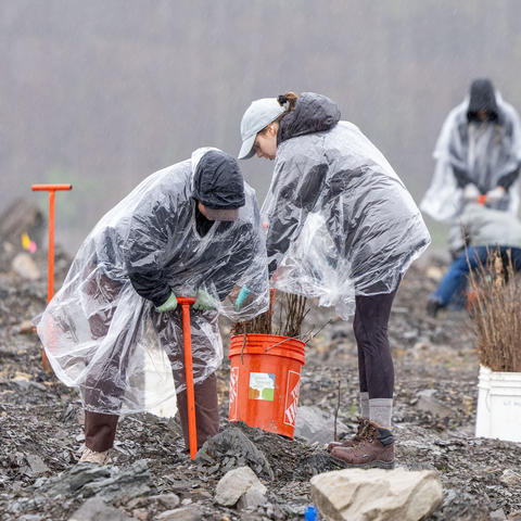 Volunteers tree planting