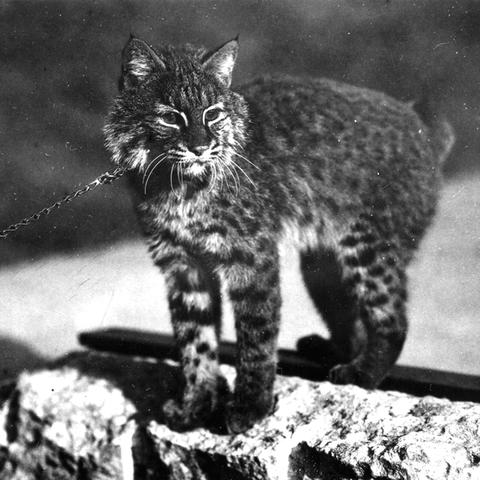 black and white photo of live UK wildcat mascot