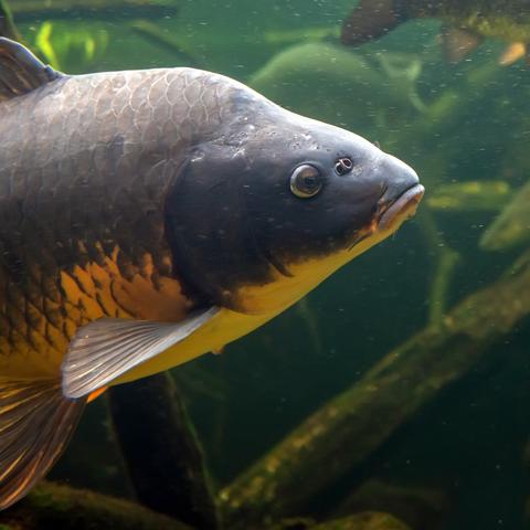 Asian carp 