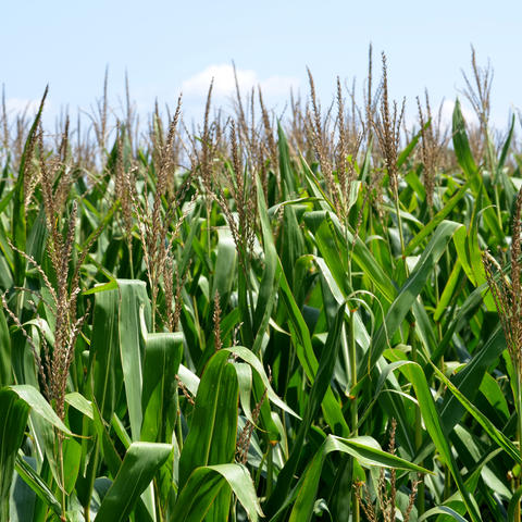 photo of corn