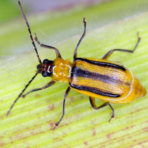 Corn rootworm