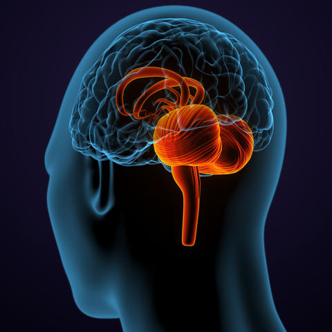 The cerebellum (highlighted above) is a brain region traditionally associated with movement and balance. This research team is among the first to show it plays a role in regulating thirst. PALMIHELP, iStock / Getty Images Plus