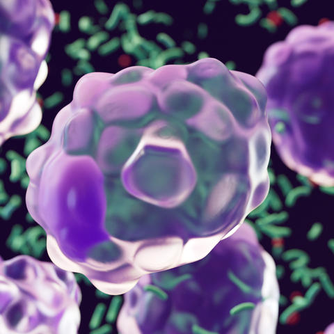 Macrophages: type of white blood cell of the immune system that engulf and digest pathogens, such as cancer cells, microbes, cellular debris