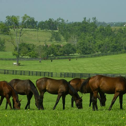 Kentucky horses in field