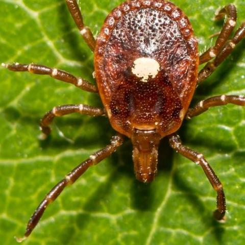 In the U.S., Alpha-Gal Syndrome is often triggered by bites from the lone star tick. Adobe Stock Photo.