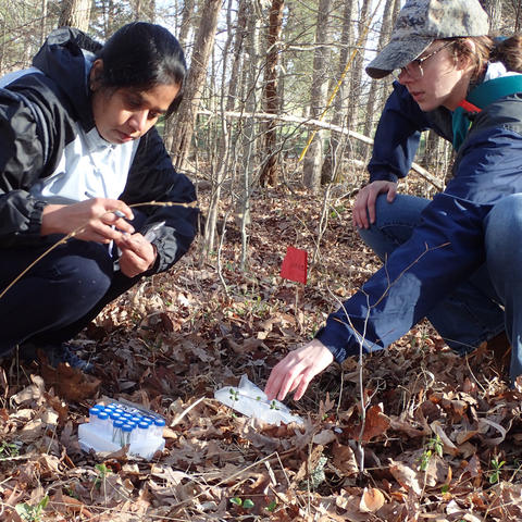 Two people crouch on a leaf-covered forest floor collecting plant samples during field research. One person holds a small specimen bag while the other reaches toward a cluster of low-growing plants. 
