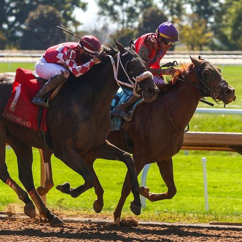 Thoroughbreds racing 