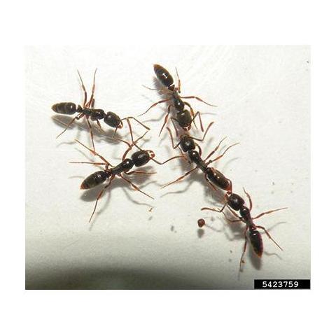 Asian needle ants