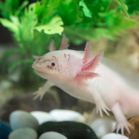 photo of axolotl