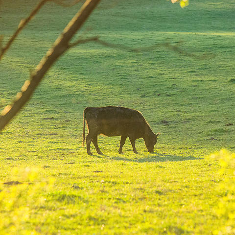 Beef cattle