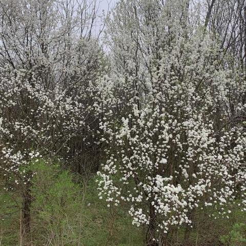 Once a popular ornamental tree, Bradford pears are now considered invasive. Photo by Ellen Crocker, UK Department of Forestry and Natural Resources.