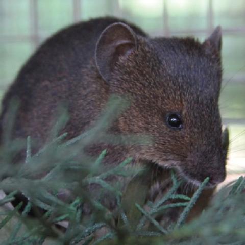 brush-furred mouse