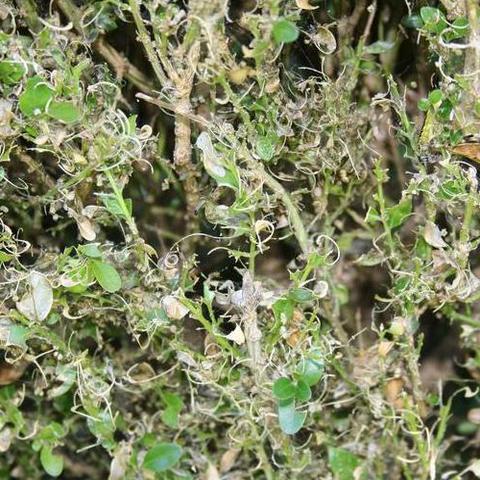 Damage to a boxwood caused by the box tree moth