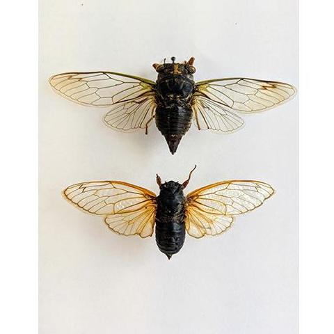 Preserved specimens show the difference between the annual cicadas (top) and the periodical cicadas. 