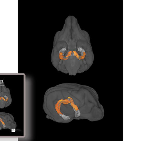 Pictured is an average MRI image of the group-wide volume increases to the hippocampus of middle-aged beagles over three years. The imaging was so compelling it was chosen as the cover art for the issue. Cover image: Jessica Noche