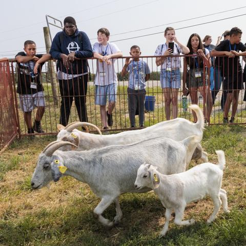 Local students at petting farm 