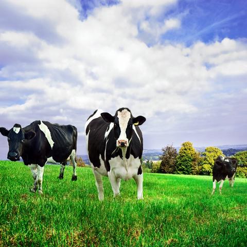 photo of dairy cows in field