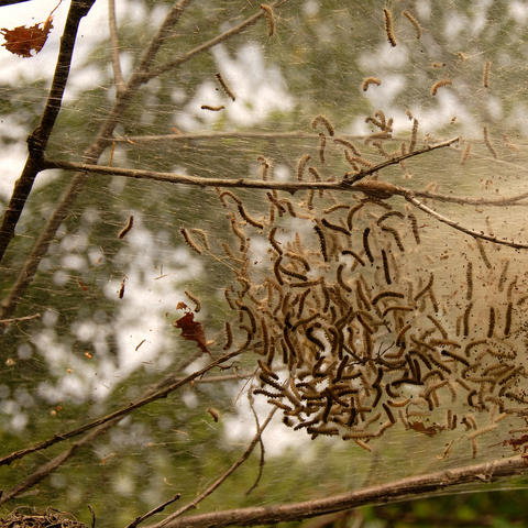 photo of eastern tent caterpillars