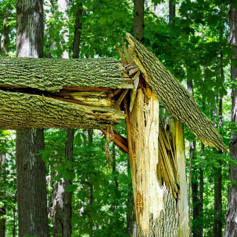 Close-up of a tree in a forest that has snapped and split apart, exposing jagged, light-colored wood beneath the bark. A large fallen section of the trunk rests across the broken stump, while surrounding trees and dense green foliage fill the background. 