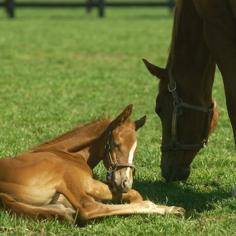 A foal and mare on grass