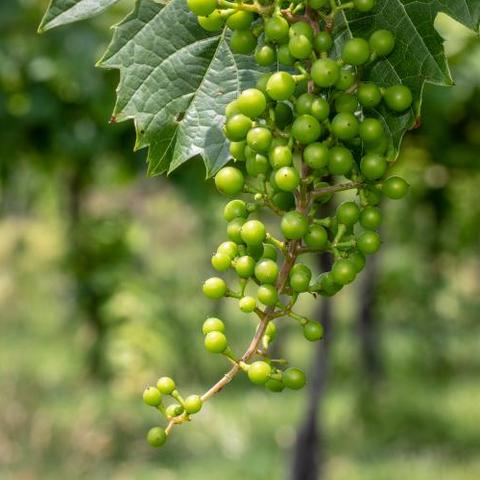 Early June growth of grapes in the vineyard at the UK Horticulture Research Farm