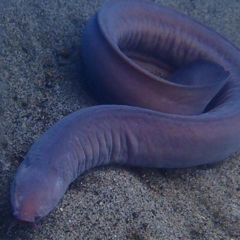 a hagfish laying on the ocean floor. hagfish are long, slimy types of jawless fish.