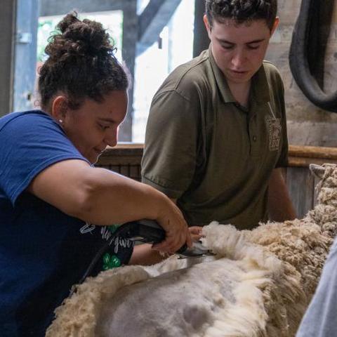 Trimble County extension agent for agriculture and natural resources Regina Utz, left, works with Cincinnati Children's Zoo keeper Remy Romaine to shear Sweet Pea, an English babydoll sheep. Photo: Brian Volland, UK Agricultural Communications Specialist